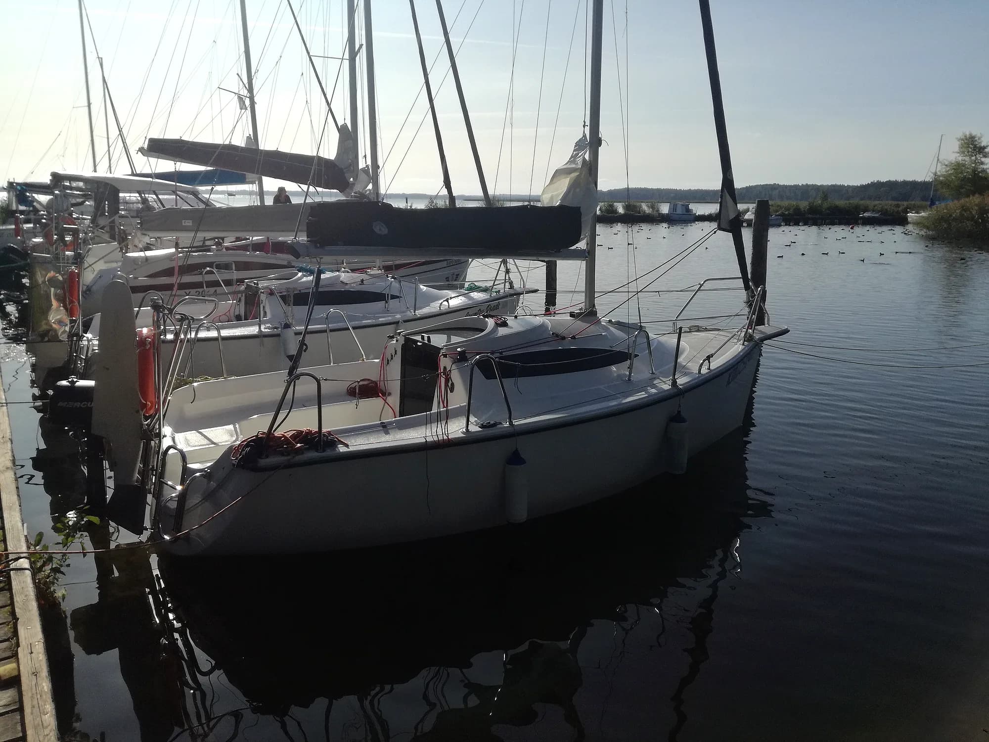 Sasanka Viva 600 — zdjęcie 2
